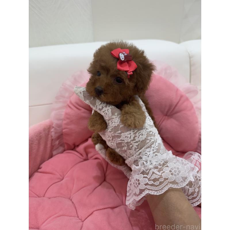 販売中の山梨県のティーカッププードル-422504の8枚目