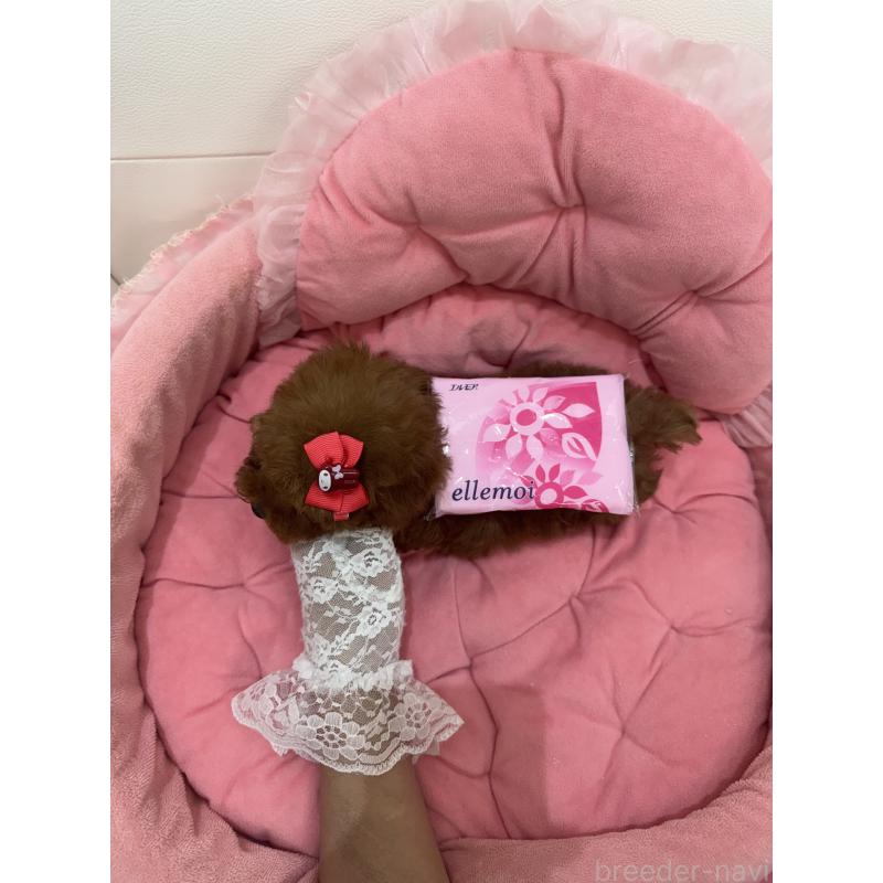 販売中の山梨県のティーカッププードル-422504の7枚目