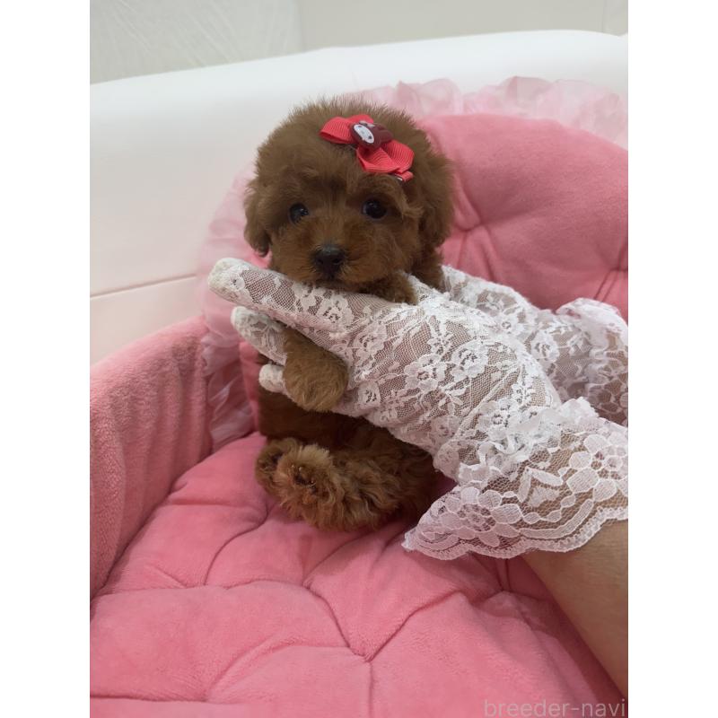 販売中の山梨県のティーカッププードル-422504の6枚目