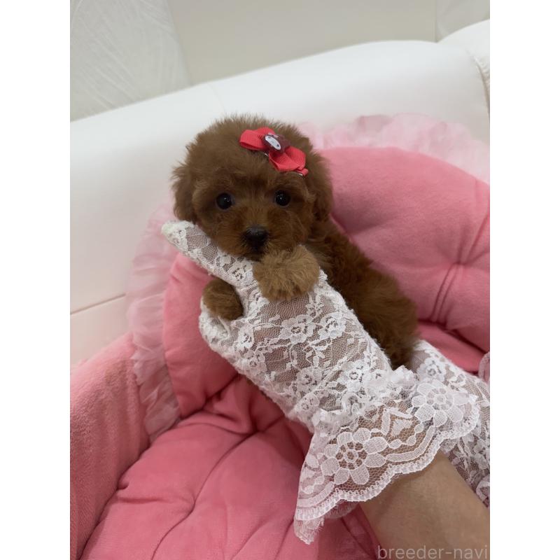 販売中の山梨県のティーカッププードル-422504の5枚目