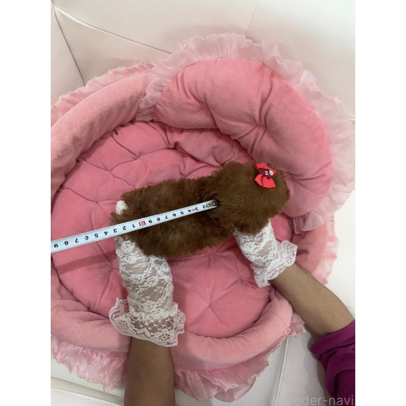 販売中の山梨県のティーカッププードル-422504の3枚目