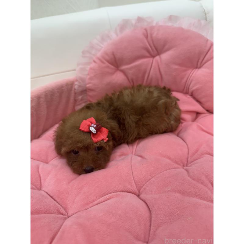 販売中の山梨県のティーカッププードル-422504の2枚目