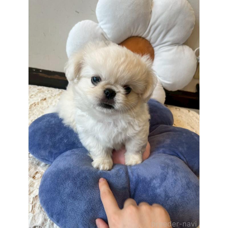 販売中の福岡県のペキニーズ-422506の3枚目