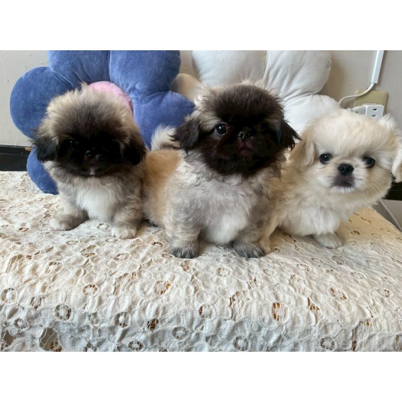 販売中の福岡県のペキニーズ-422506の2枚目