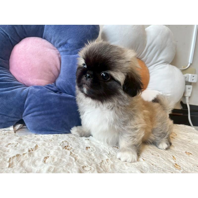販売中の福岡県のペキニーズ-422508の3枚目