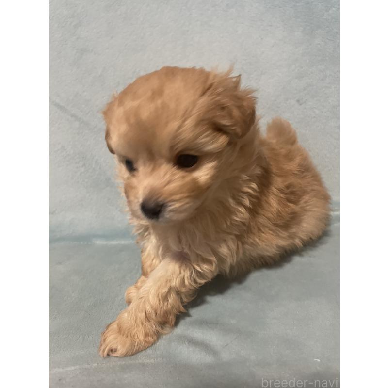 販売中の千葉県のポメプー:ポメラニアン×トイプードル-422512の7枚目