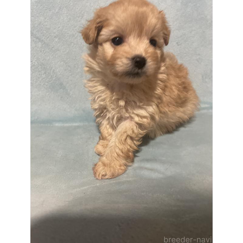 販売中の千葉県のポメプー:ポメラニアン×トイプードル-422512の6枚目