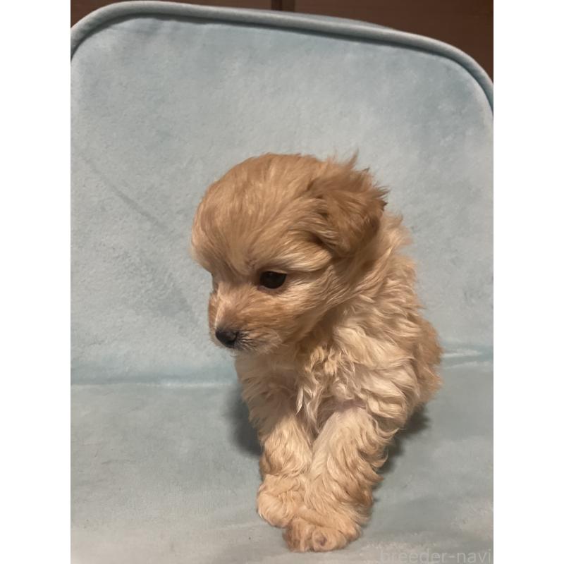 販売中の千葉県のポメプー:ポメラニアン×トイプードル-422512の5枚目