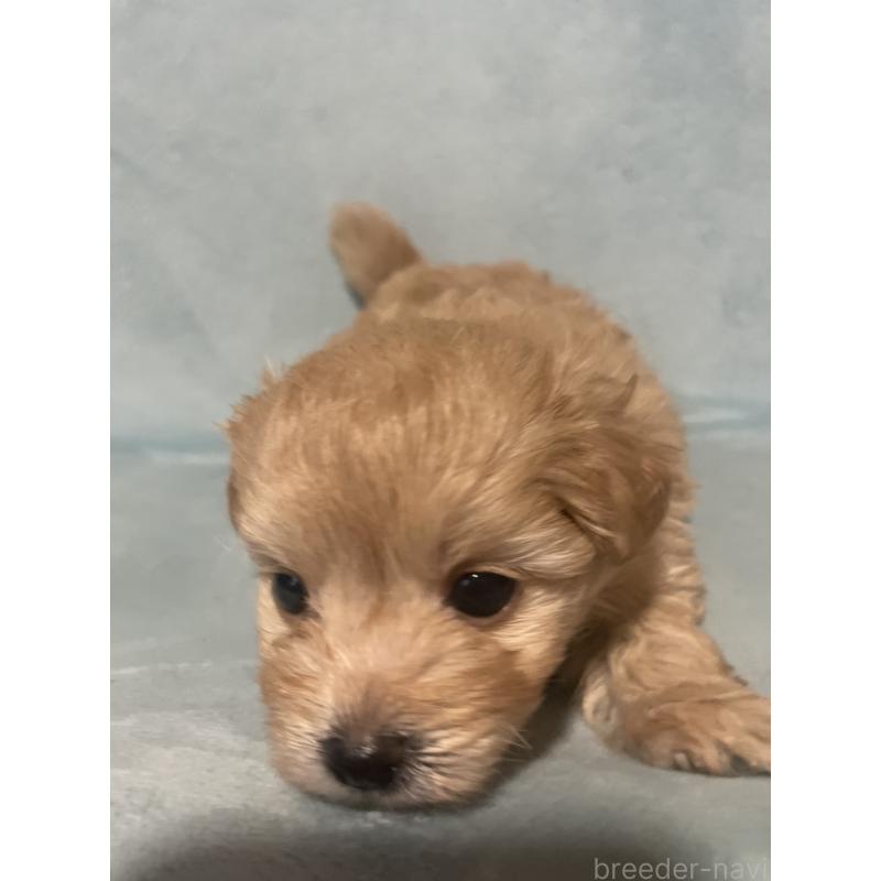 販売中の千葉県のポメプー:ポメラニアン×トイプードル-422512の4枚目