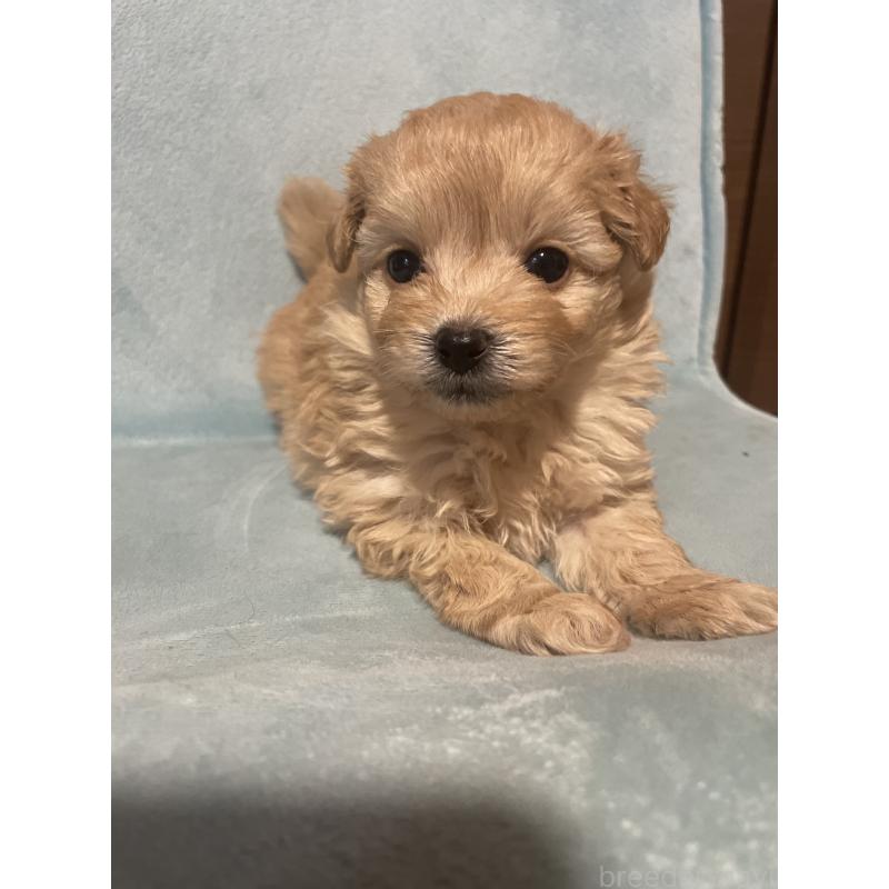 販売中の千葉県のポメプー:ポメラニアン×トイプードル-422512の3枚目