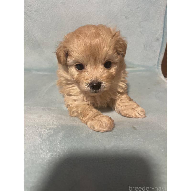 販売中の千葉県のポメプー:ポメラニアン×トイプードル-422512の2枚目