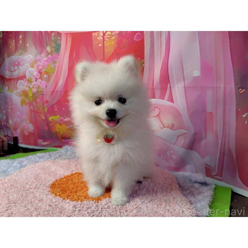販売中の神奈川県のポメラニアン-422510の5枚目