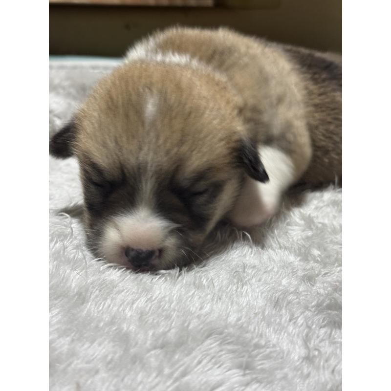 商談中の奈良県のウェルシュコーギーペンブローク-419989の4枚目