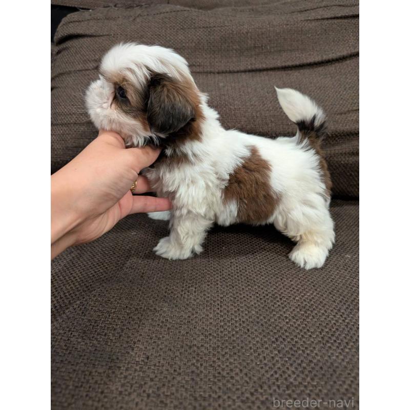 販売中の大阪府のシーズー-422513の4枚目