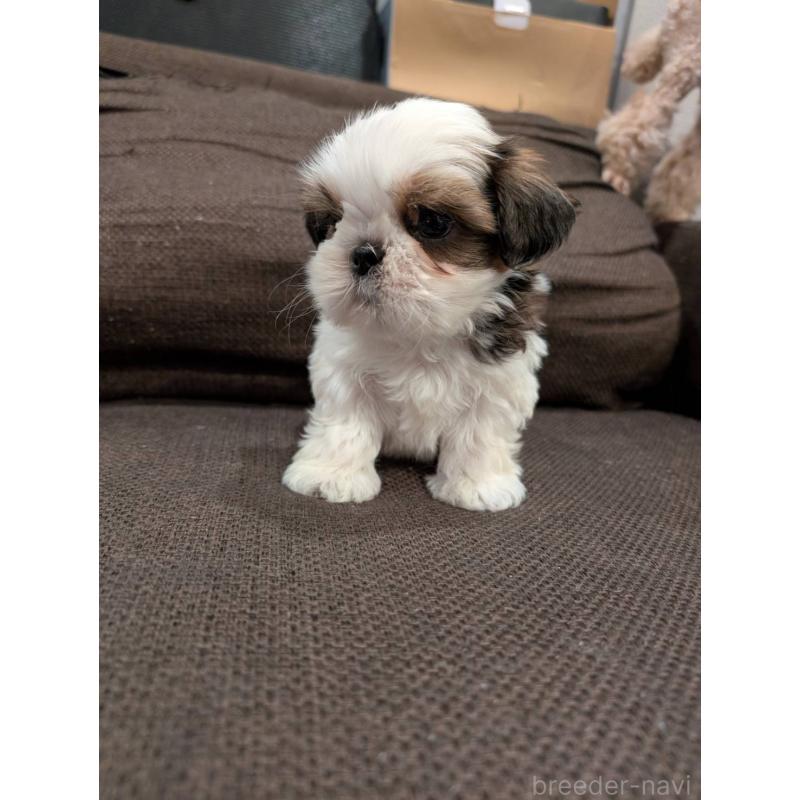 販売中の大阪府のシーズー-422513の1枚目