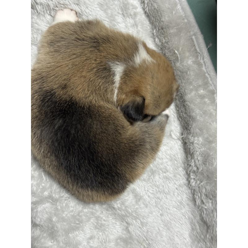 商談中の奈良県のウェルシュコーギーペンブローク-419989の3枚目