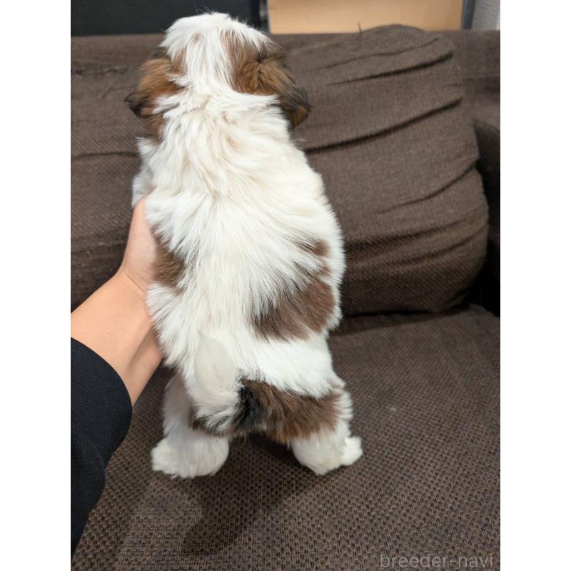 販売中の大阪府のシーズー-422513の3枚目