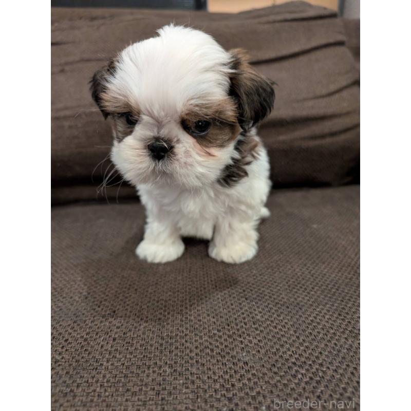 販売中の大阪府のシーズー-422513の2枚目