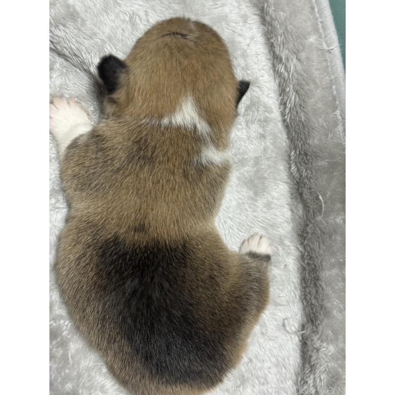 商談中の奈良県のウェルシュコーギーペンブローク-419989の2枚目