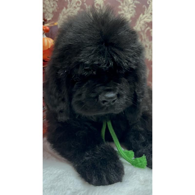 販売中の福岡県のニューファンドランド-422517の31枚目