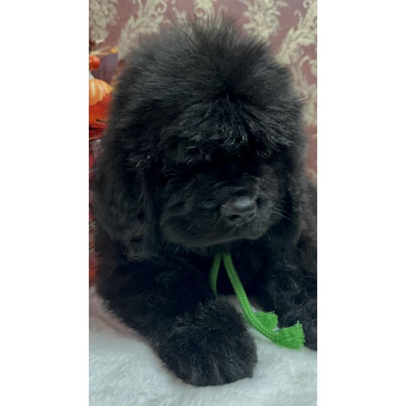 販売中の福岡県のニューファンドランド-422517の30枚目