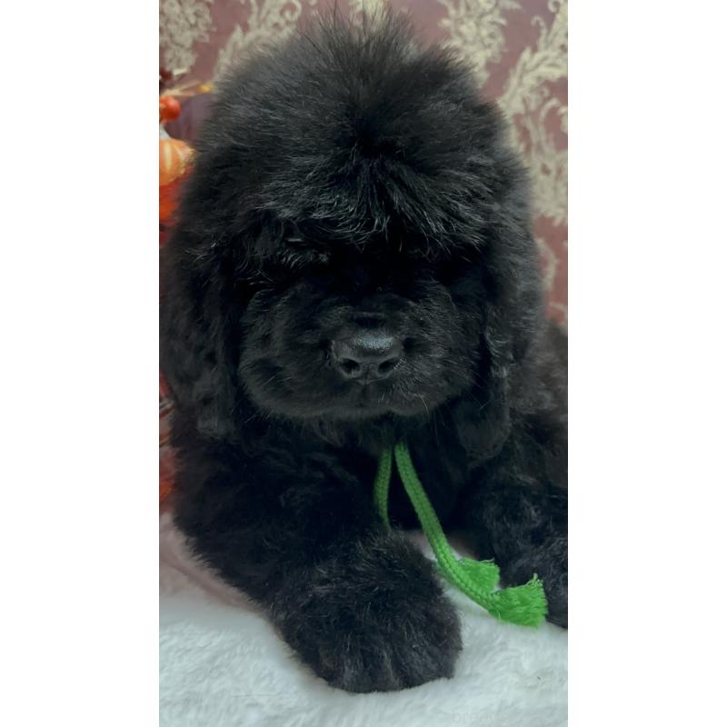 販売中の福岡県のニューファンドランド-422517の29枚目