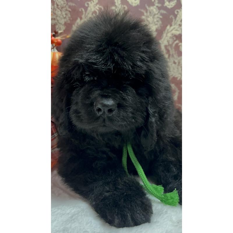 販売中の福岡県のニューファンドランド-422517の28枚目