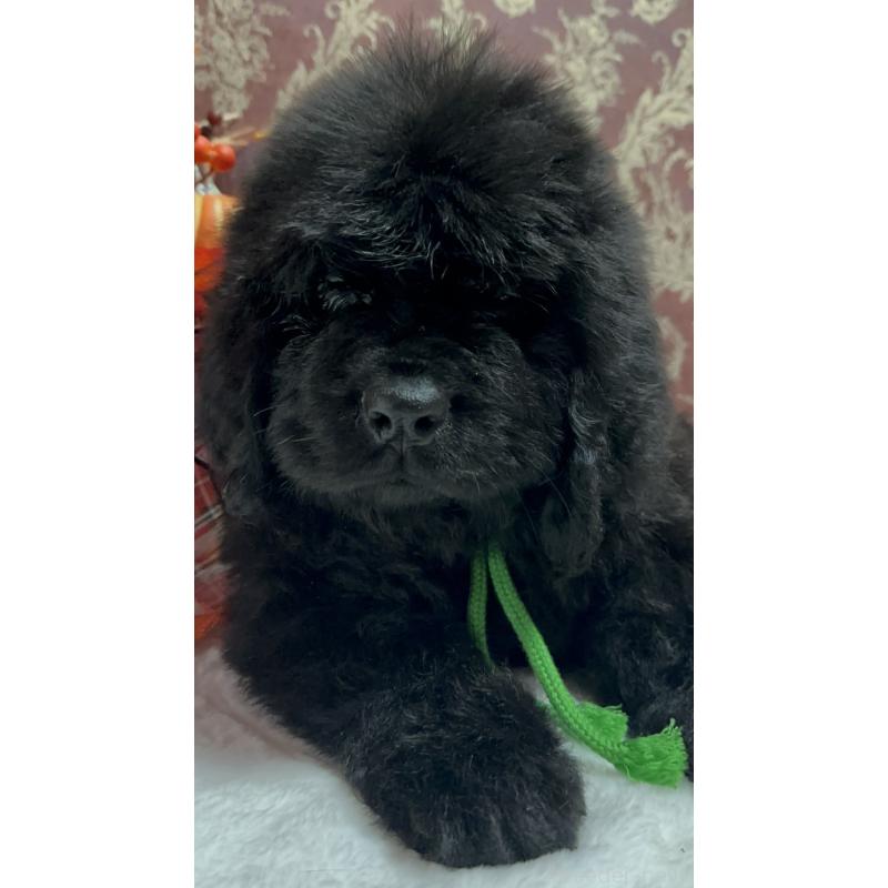 販売中の福岡県のニューファンドランド-422517の27枚目