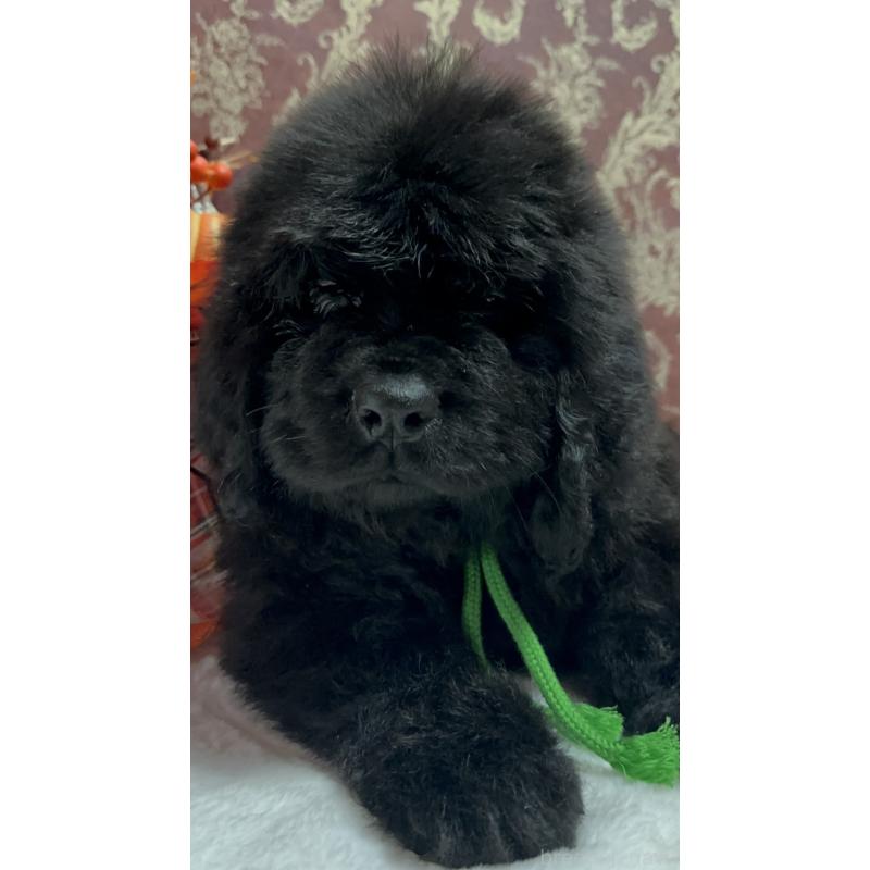 販売中の福岡県のニューファンドランド-422517の26枚目