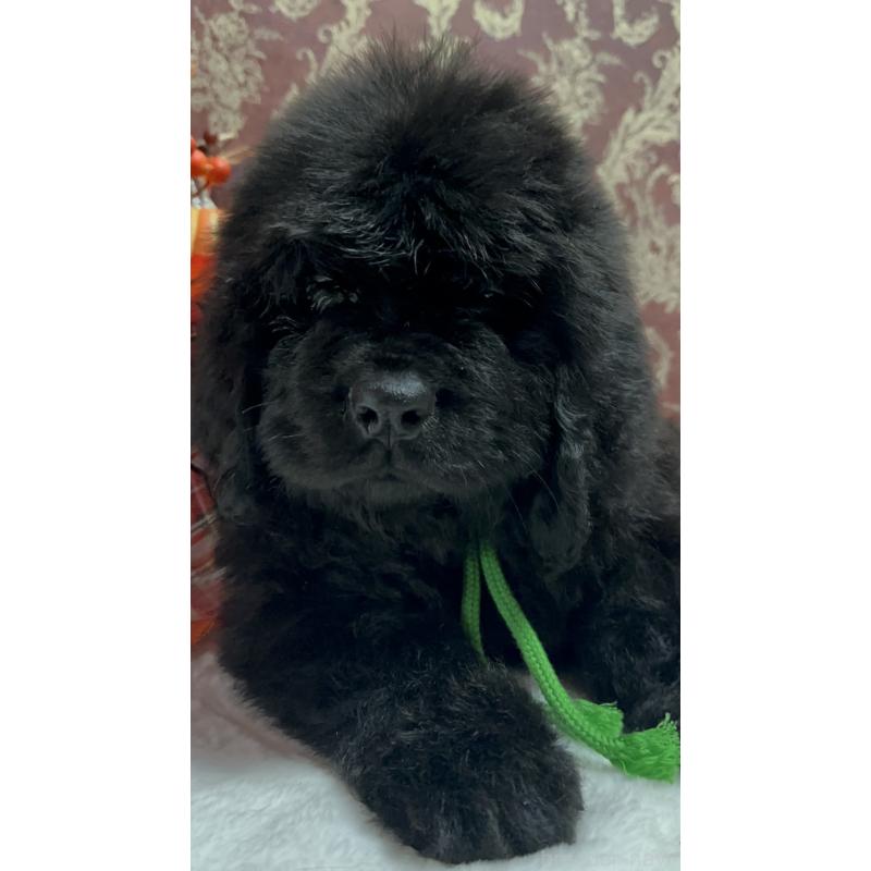 販売中の福岡県のニューファンドランド-422517の25枚目