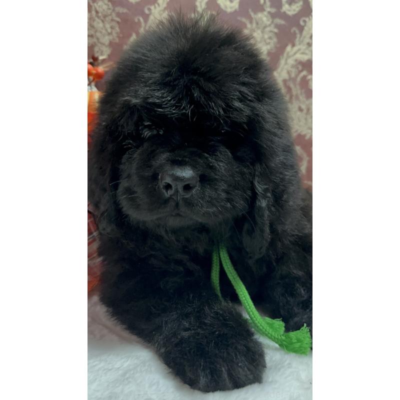 販売中の福岡県のニューファンドランド-422517の24枚目