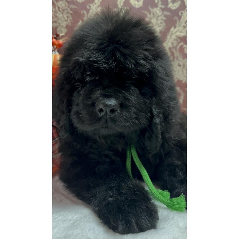 販売中の福岡県のニューファンドランド-422517の23枚目