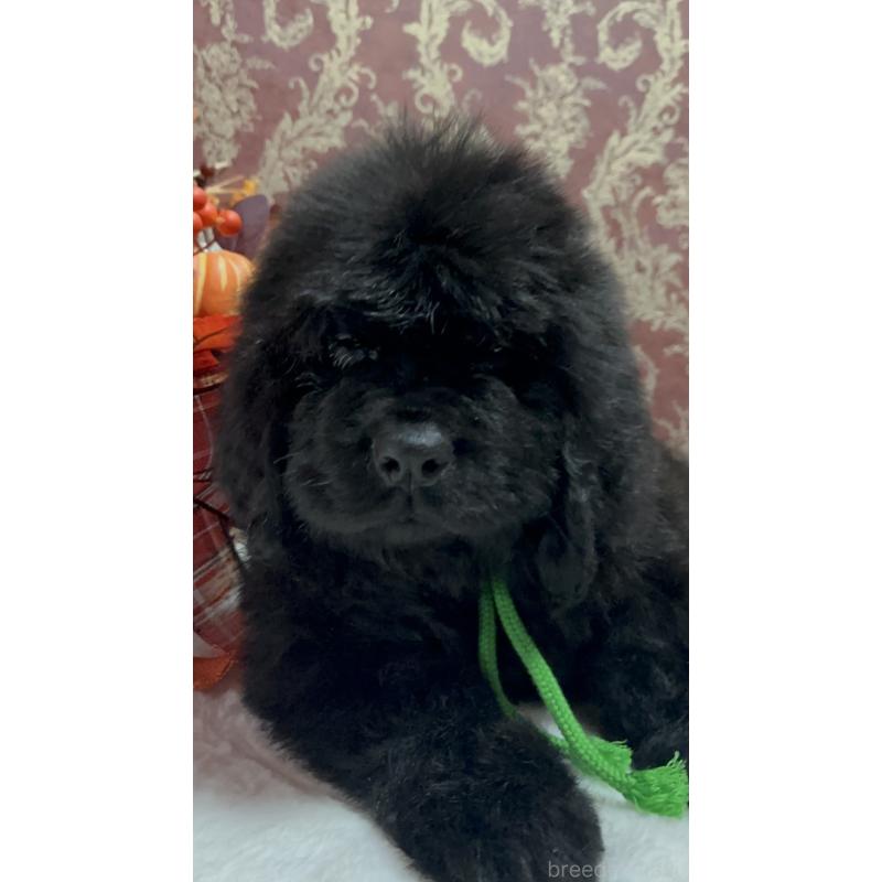 販売中の福岡県のニューファンドランド-422517の22枚目