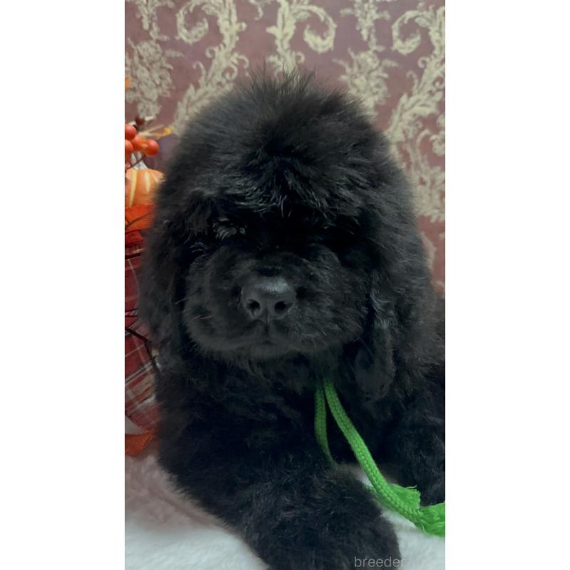 販売中の福岡県のニューファンドランド-422517の21枚目