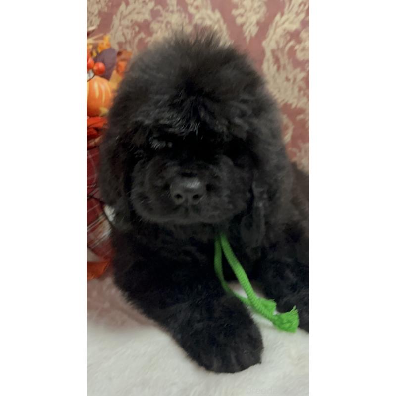 販売中の福岡県のニューファンドランド-422517の20枚目