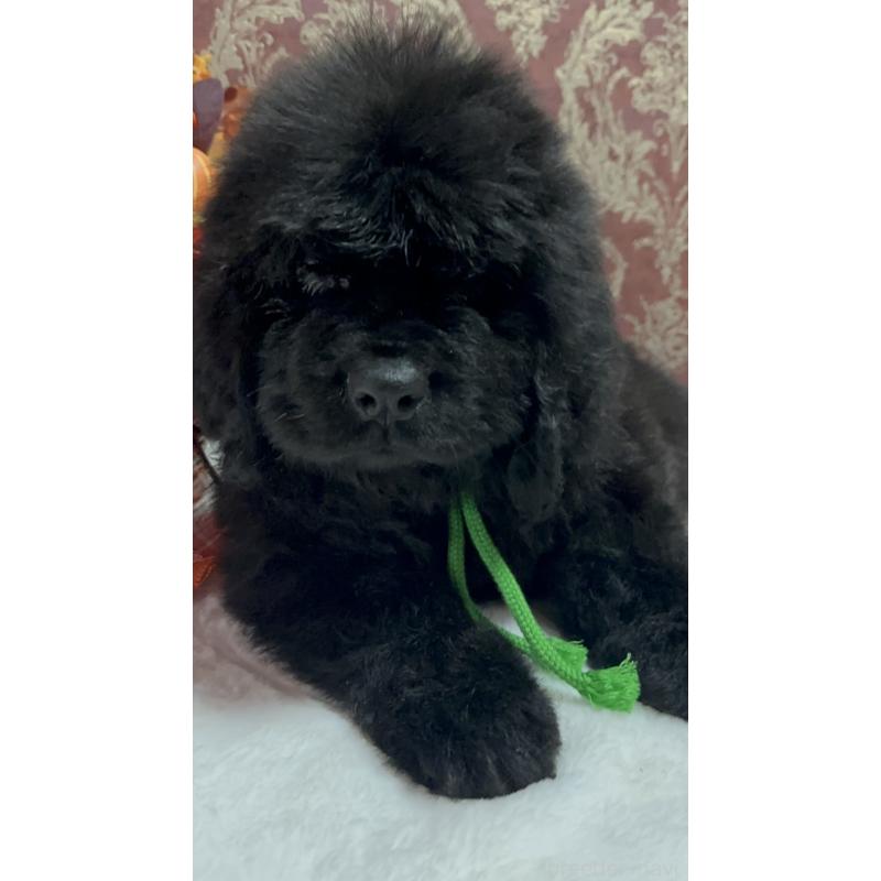 販売中の福岡県のニューファンドランド-422517の19枚目