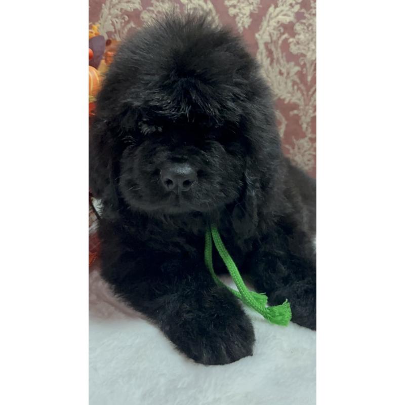 販売中の福岡県のニューファンドランド-422517の18枚目