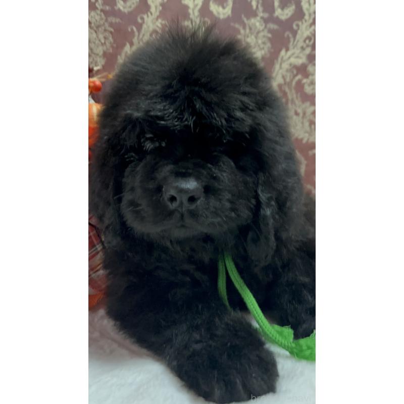 販売中の福岡県のニューファンドランド-422517の17枚目