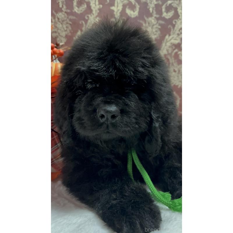 販売中の福岡県のニューファンドランド-422517の16枚目