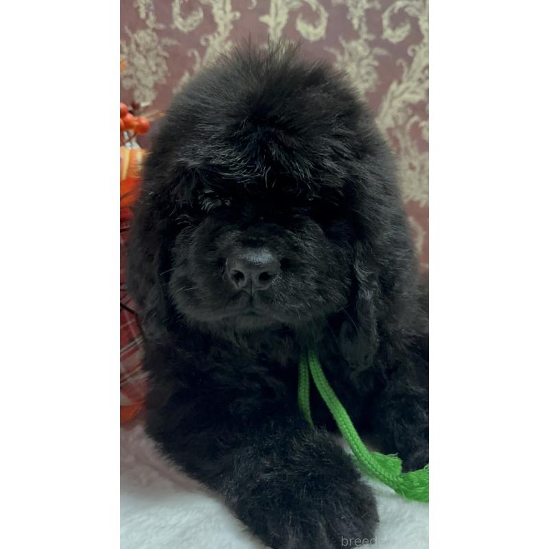 販売中の福岡県のニューファンドランド-422517の15枚目