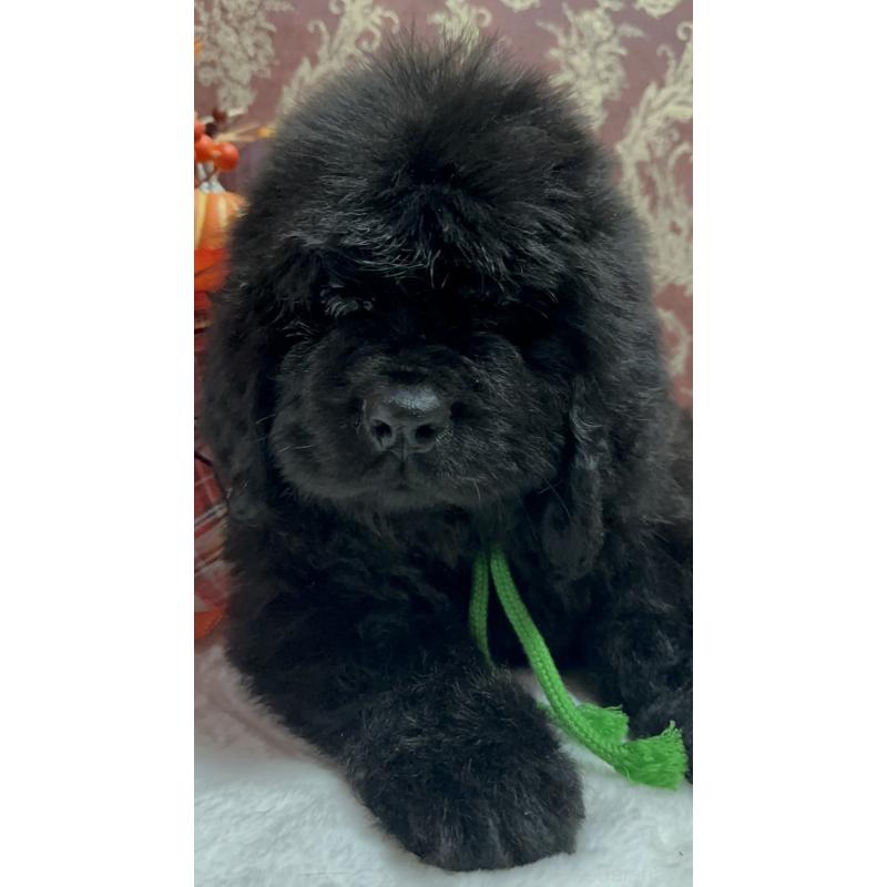 販売中の福岡県のニューファンドランド-422517の14枚目