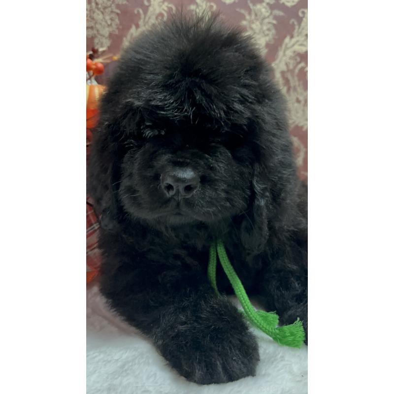 販売中の福岡県のニューファンドランド-422517の13枚目