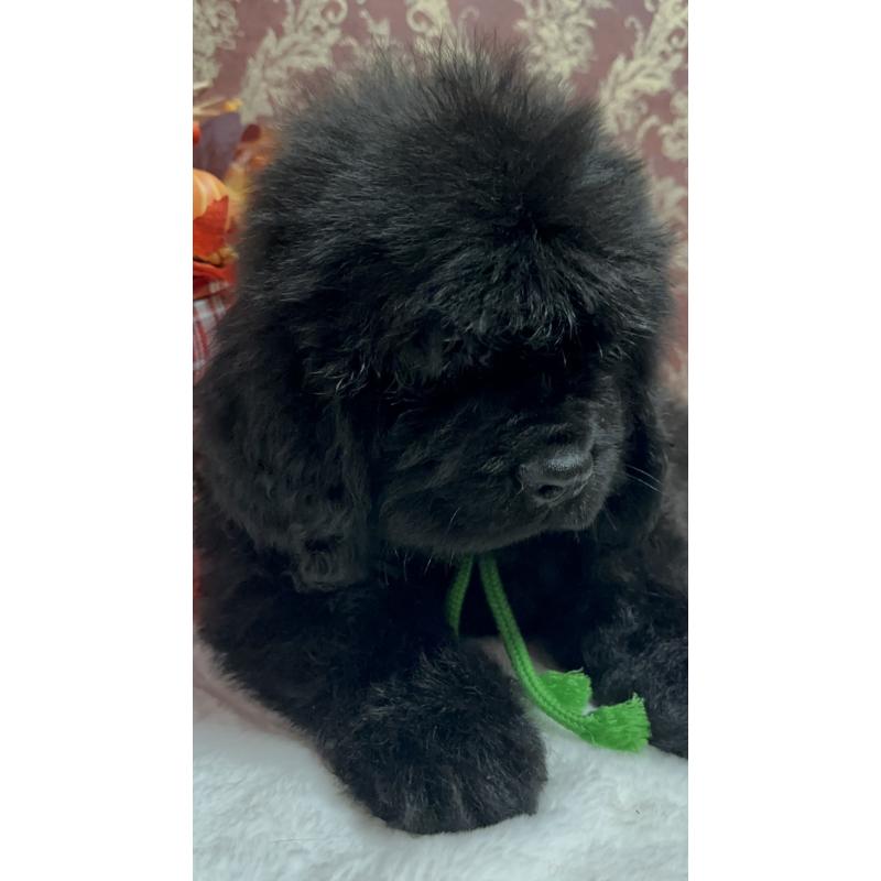 販売中の福岡県のニューファンドランド-422517の12枚目