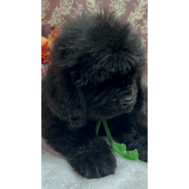 販売中の福岡県のニューファンドランド-422517の11枚目