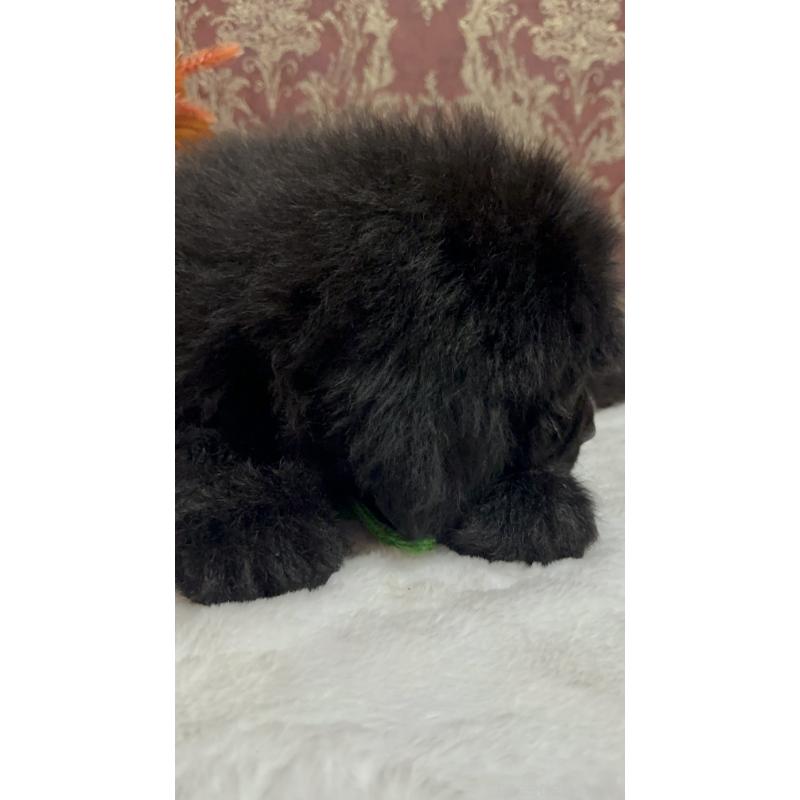 販売中の福岡県のニューファンドランド-422517の10枚目