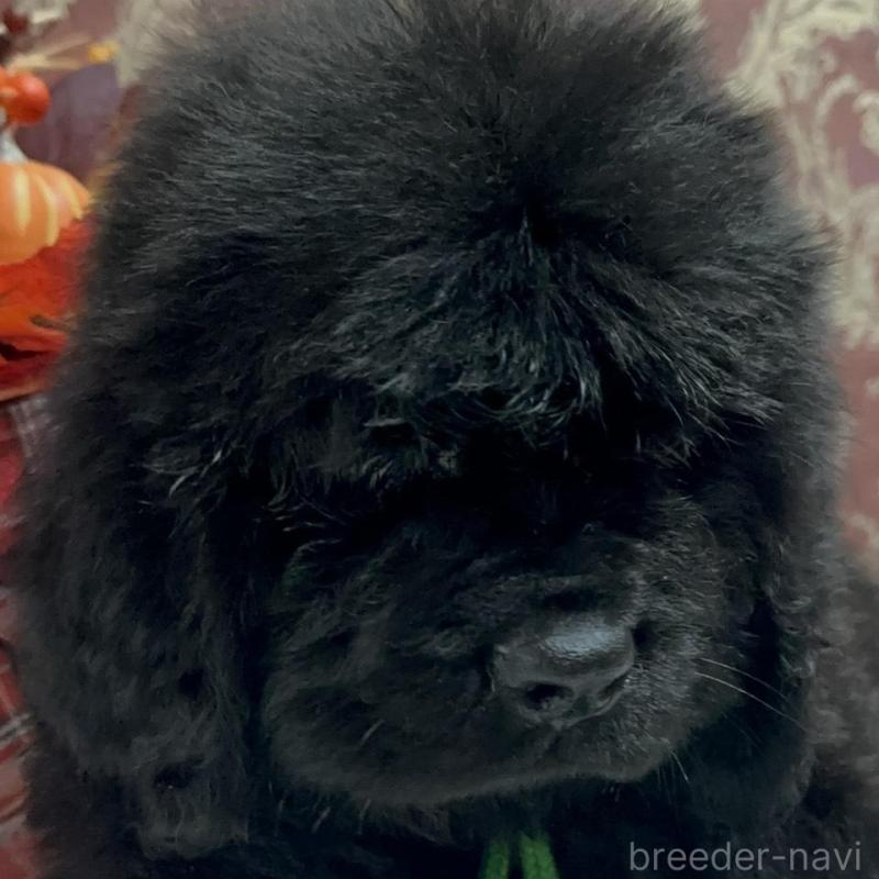 販売中の福岡県のニューファンドランド-422517の9枚目