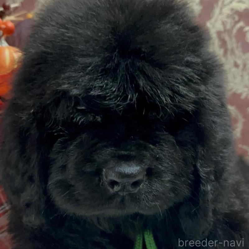 販売中の福岡県のニューファンドランド-422517の8枚目