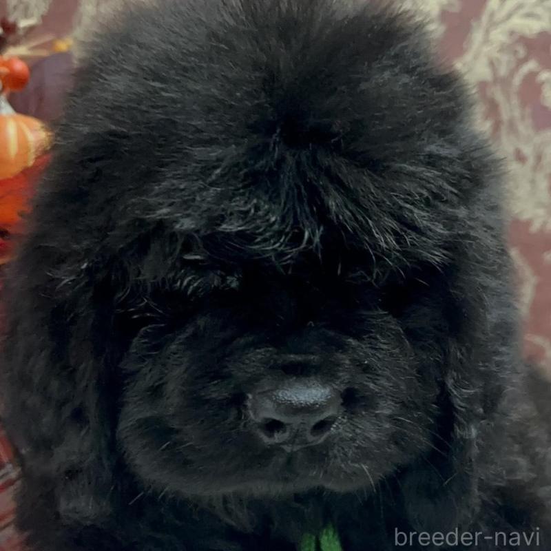 販売中の福岡県のニューファンドランド-422517の7枚目