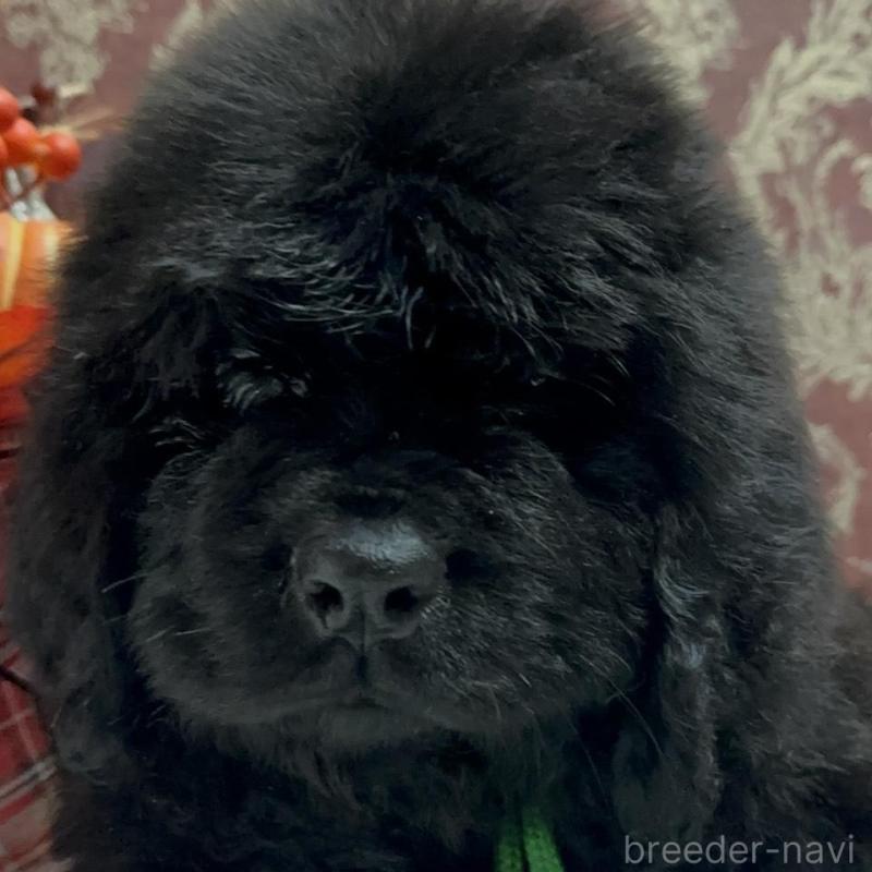 販売中の福岡県のニューファンドランド-422517の1枚目