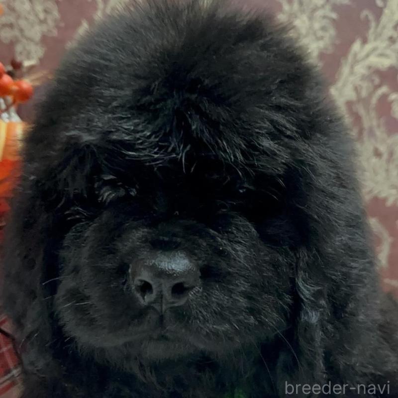 販売中の福岡県のニューファンドランド-422517の6枚目